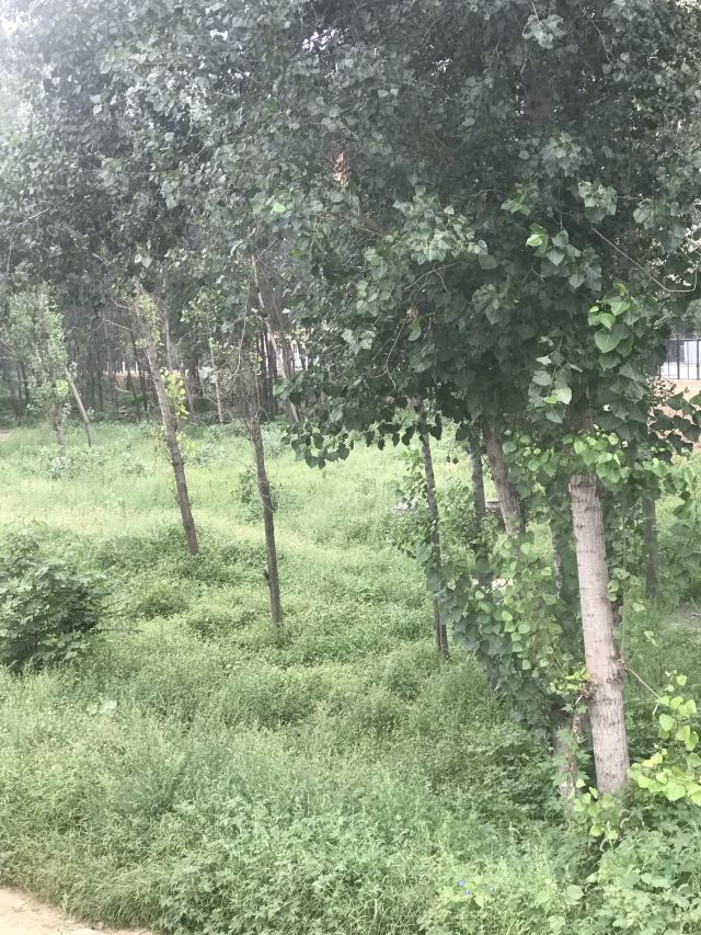 龙泉国家森林公园旅行图片 3