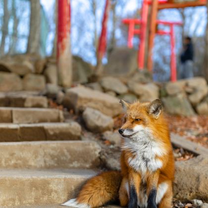 日本仙台+银山温泉5日4晚私家团