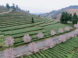 贵阳东站/新添寨/乌当地区游记图文-乡游黔中 | 拐比村新茶，捎来了春的味道