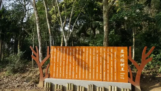 亞洲榕樹王