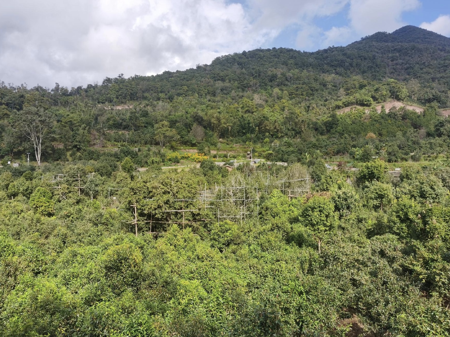 宁洱困鹿山古茶园餐厅图片