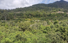宁洱困鹿山古茶园餐厅图片