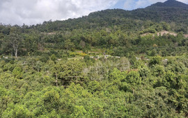 宁洱困鹿山古茶园