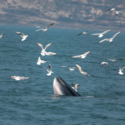 广西南宁+德天跨国瀑布景区+明仕田园+发现·弄岗景区+北海银滩景区6日5晚私家团