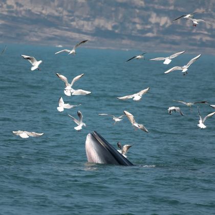 广西南宁+德天跨国瀑布景区+明仕田园+发现·弄岗景区+北海银滩景区6日5晚私家团
