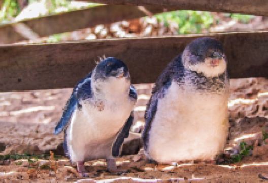 企鹅岛景点图片