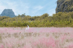 英德游记图片] 英西这片粉红色的花海太美了！你确定不来看看吗？