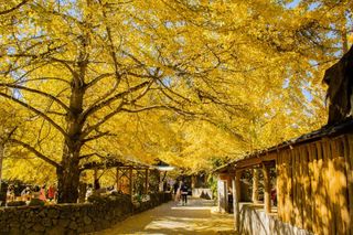 云南银杏村的百年发展史:洪武年间初建,历经600年成现模样