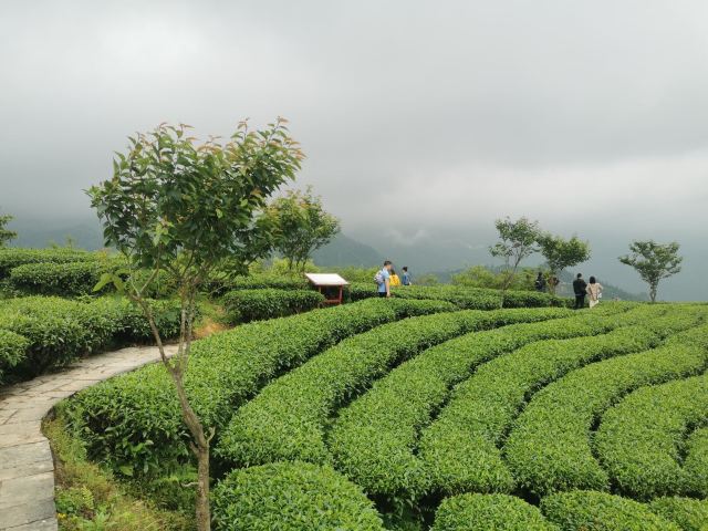 布央茶山旅游区旅行图片 5