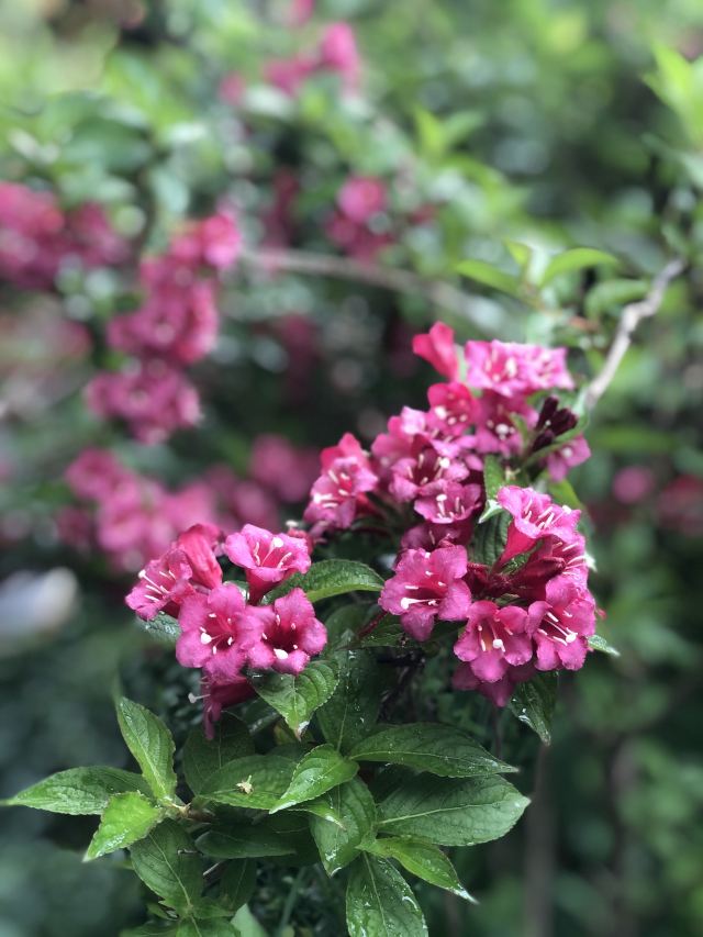 蓬莱公园旅行图片 8