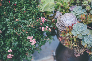 玉龙游记图文-在玉龙雪山下过几天悠哉日子，闲来拾花，安居乐俗