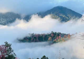 抓紧！大理无量山冬樱花，错过了就得等一年！（附攻略）