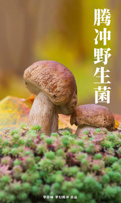 腾冲野生菌王国知多少?