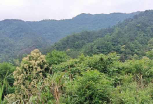 猪婆大山景点图片