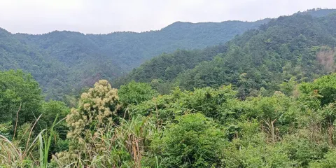 豬婆山森林公園