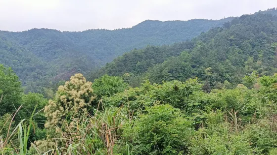 豬婆山森林公園