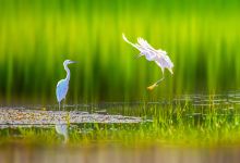 白鹭湿地公园景点图片