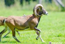 Wildpark Muden景点图片