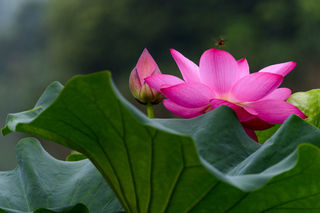 阿拉杨浦新江湾城公园,就是个赏荷花的“宝地”~