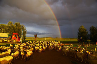 最近的真草原——太仆寺旗，火山 草地 全羊 牧户体验深度感受