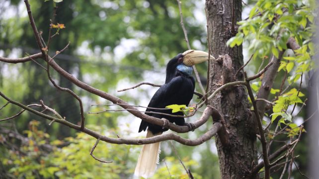 红山森林动物园
