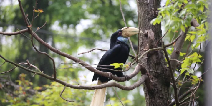 紅山森林動物園
