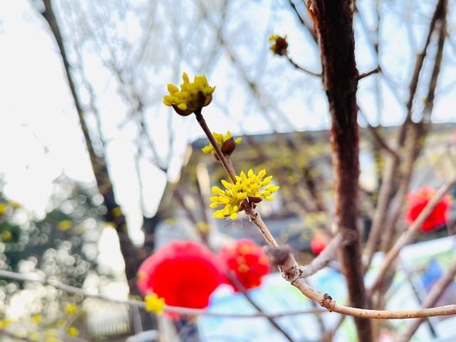 柳荫公园旅行图片 5