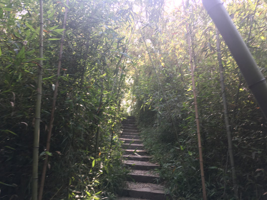 竹,古代文人的偏爱