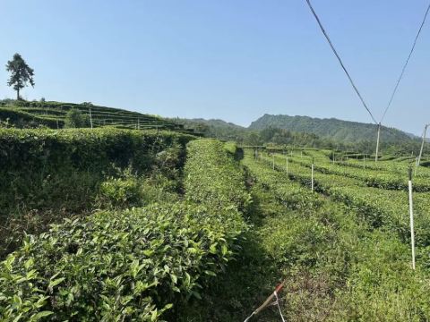 鹿鸣茶海旅游景区