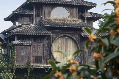 杭州赏桂花