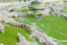 达沃鳄鱼公园景点图片