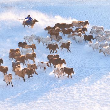 塞罕坝+乌兰布统1日游【独立成团 专车接送 随走随停】