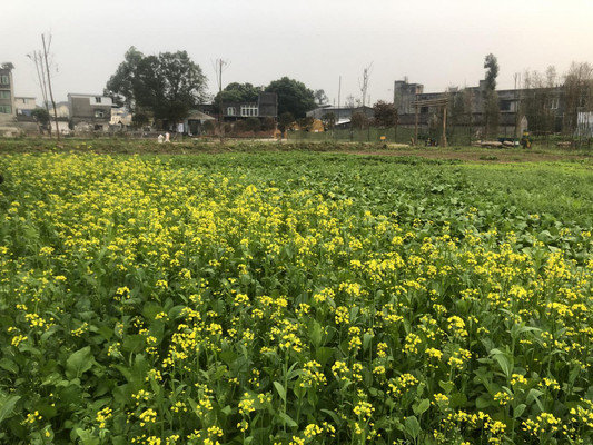 方高能!大型创意团建、亲子野炊活动就到成都鹿溪闲院,田园蔬菜任你摘!