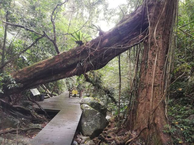 海南热带雨林国家公园五指山景区旅行图片 1