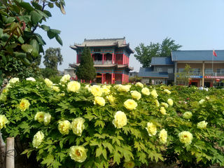 从菏泽到洛阳看牡丹