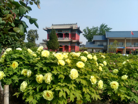 从菏泽到洛阳看牡丹