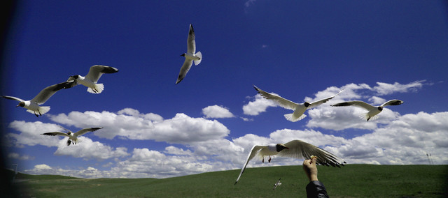 亚洲最大、我国唯一的天鹅自然保护区巴音布鲁克天鹅湖