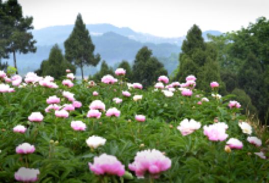 中江芍药谷景点图片