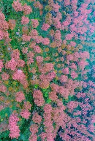 阿坝州十三县的花花世界，都在这里了！