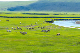 内蒙之旅 | 夏日闯入“宫崎骏笔下”的呼伦贝尔大草原