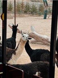 皋兰游记图片] 国庆户外一日游—兰州野生动物园