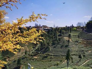 游雅安，品雅茶，沐千年茶风