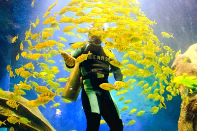 Qujiang Ocean Polar Park - Aquarium