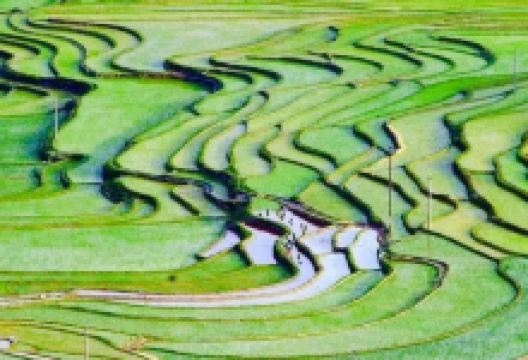 巴平梯田景点图片