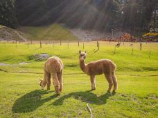 瓦尔特峰高原农场-皇后镇