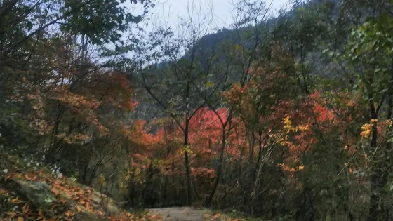 全真觀