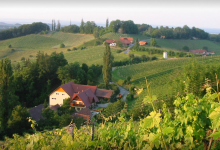 Weingut Karl und Annemarie Riegelnegg景点图片