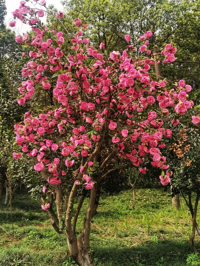 南岭植物园旅行图片 7
