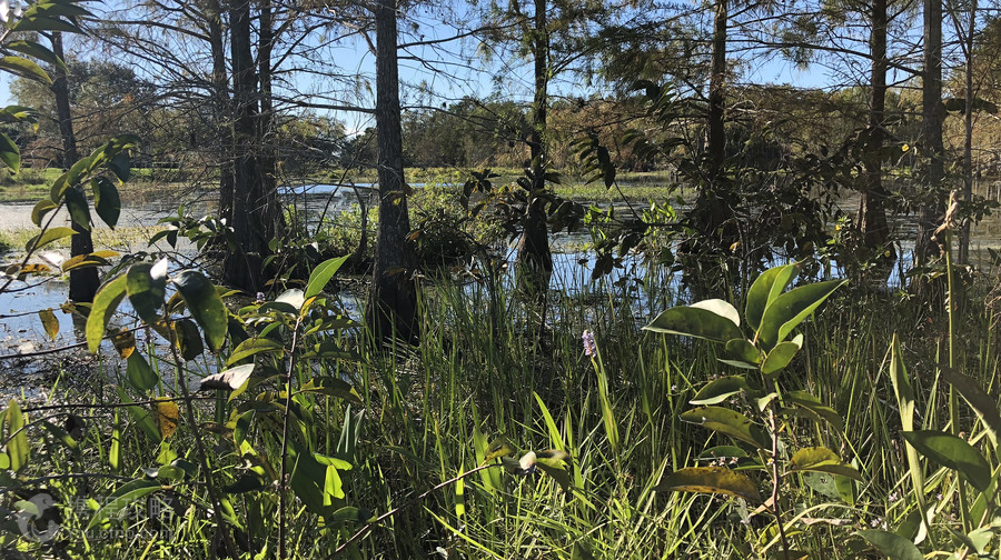 星願公園
