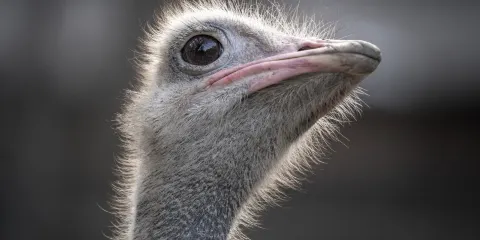 川東生態動物園